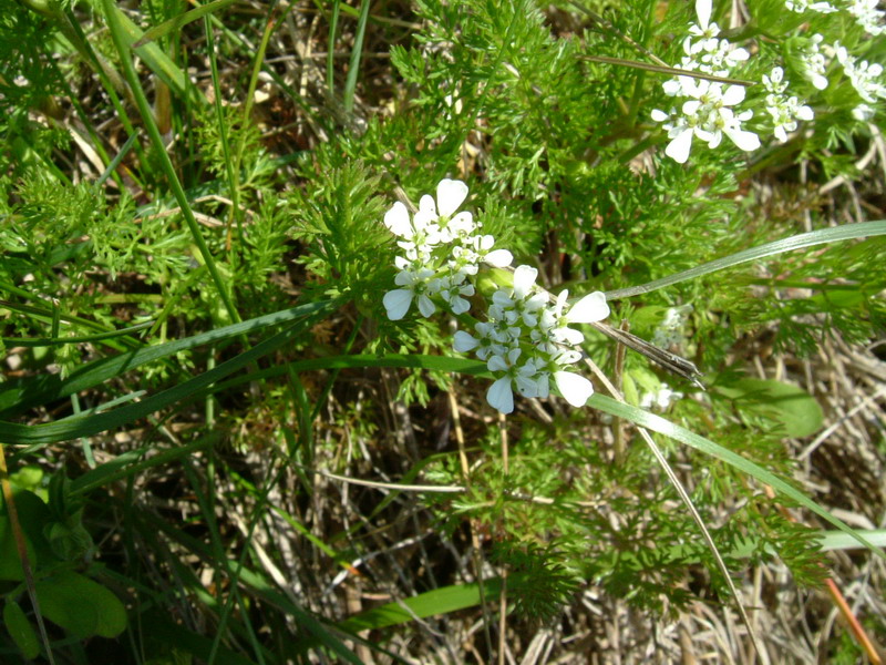 Scandix pecten-veneris / Acicula comune