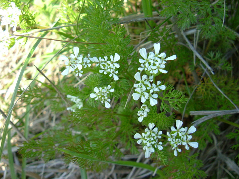 Scandix pecten-veneris / Acicula comune