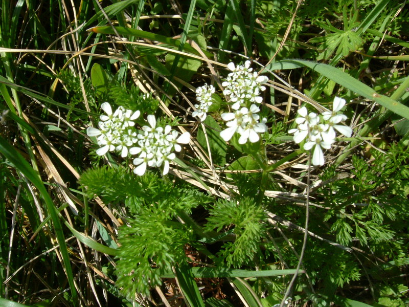 Scandix pecten-veneris / Acicula comune