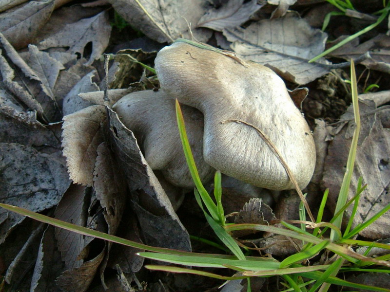 Entoloma???