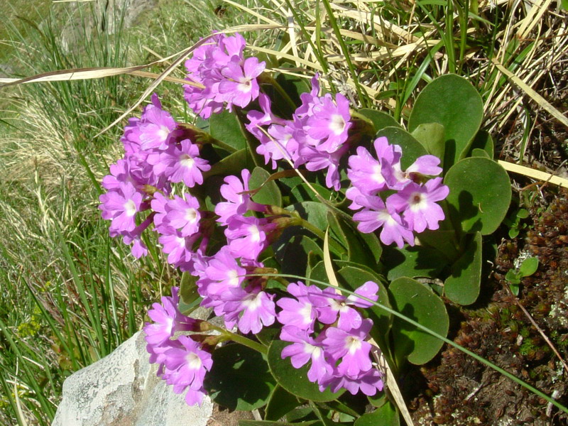 Primula apennina / Primula appenninica