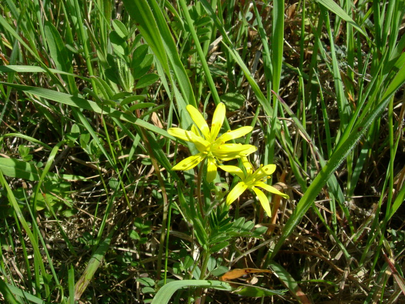 Fiori a Canossa 3 Gagea villosa