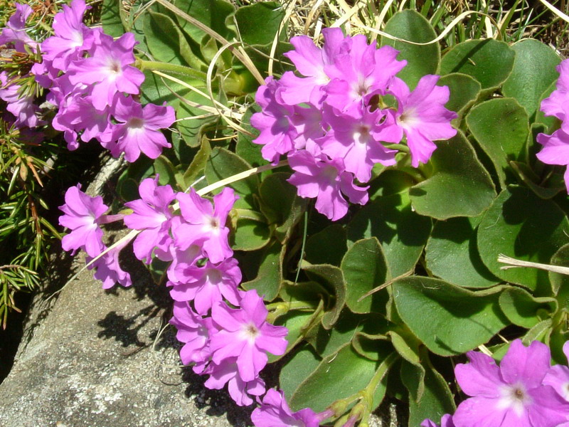 Primula apennina / Primula appenninica