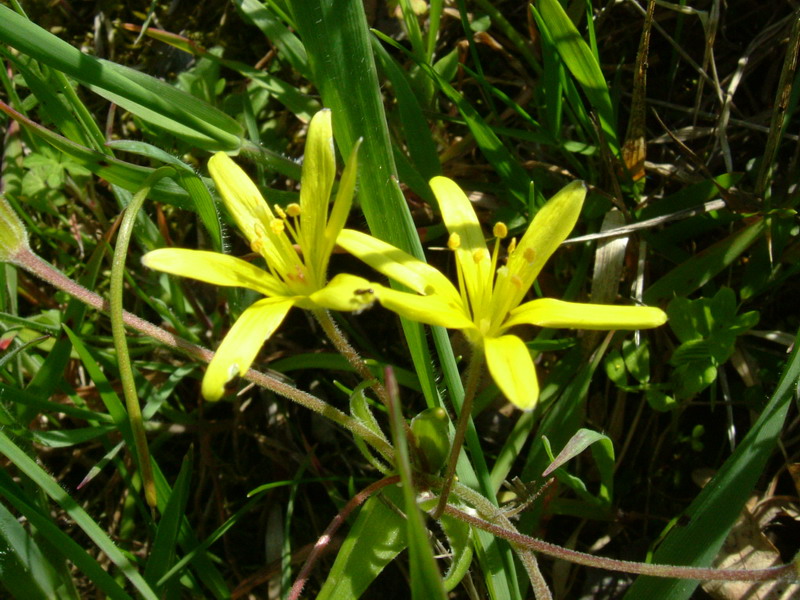 Fiori a Canossa 3 Gagea villosa