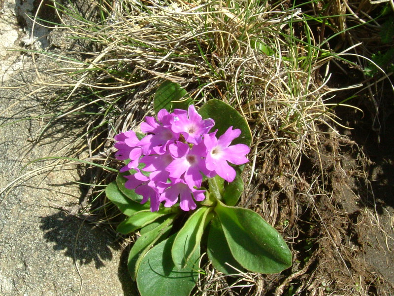 Primula apennina / Primula appenninica