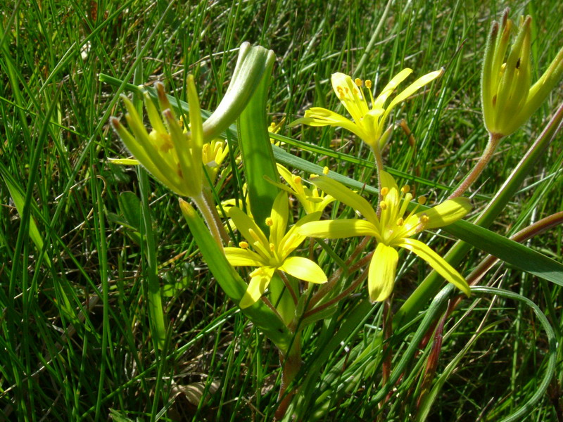 Fiori a Canossa 3 Gagea villosa