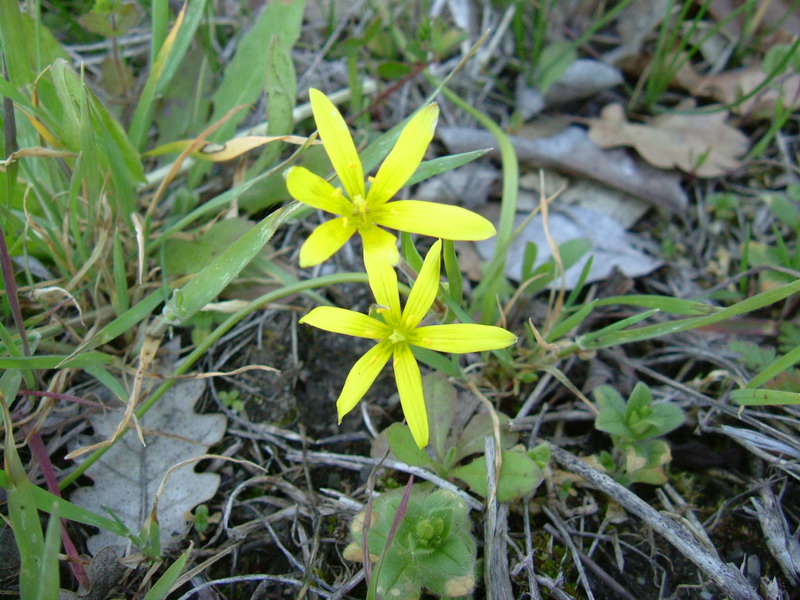 Fiori a Canossa 3 Gagea villosa