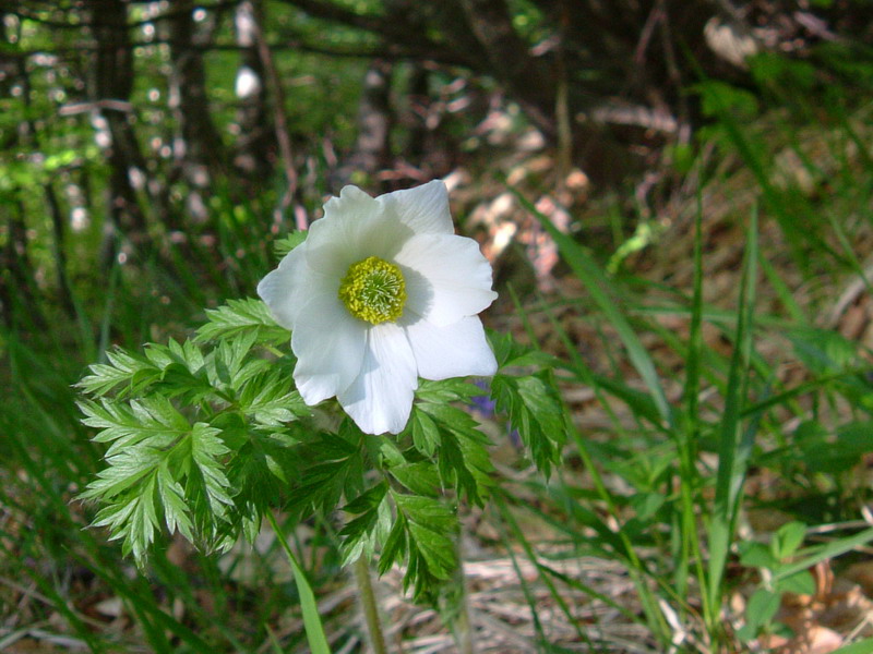 Pulsatilla alpina / Anemone delle Alpi