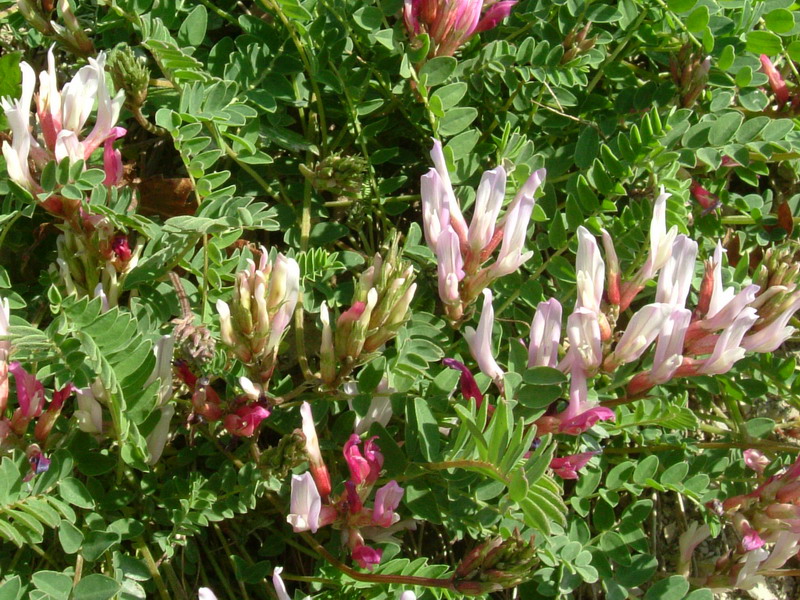 Astragalus monspessulanus / Astragalo di Montpellier