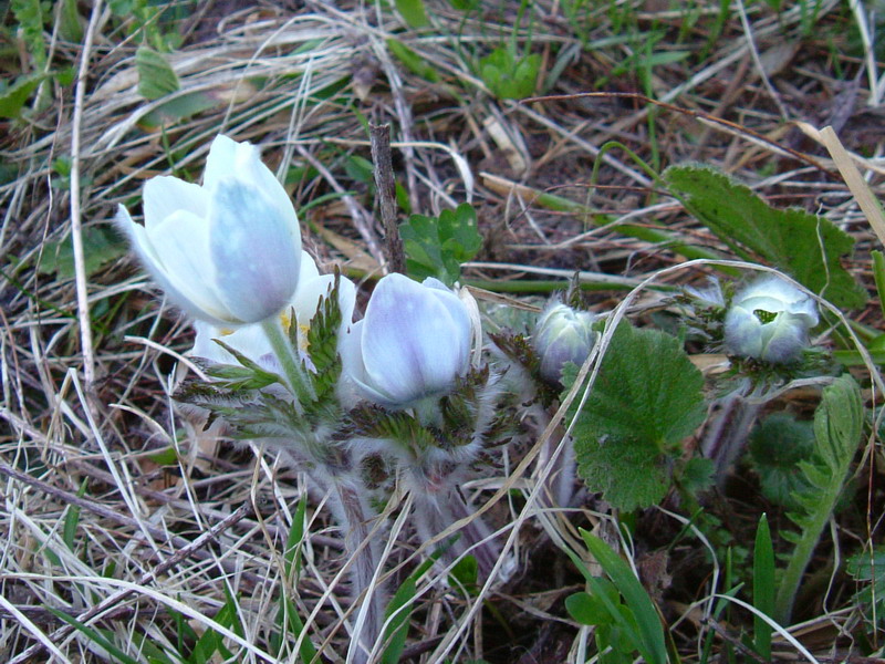 Pulsatilla alpina / Anemone delle Alpi