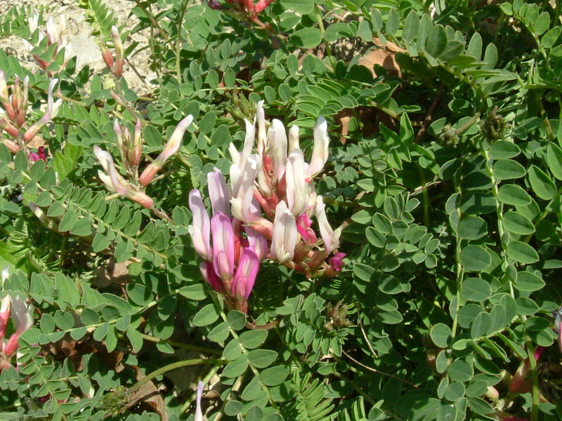 Astragalus monspessulanus / Astragalo di Montpellier