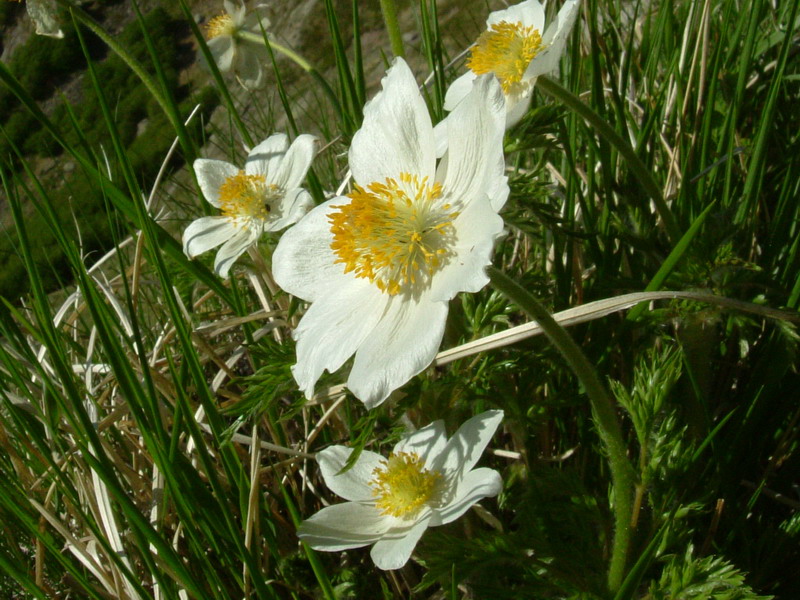 Pulsatilla alpina / Anemone delle Alpi