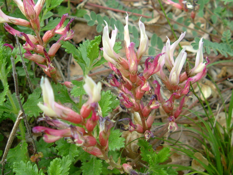 Astragalus monspessulanus / Astragalo di Montpellier