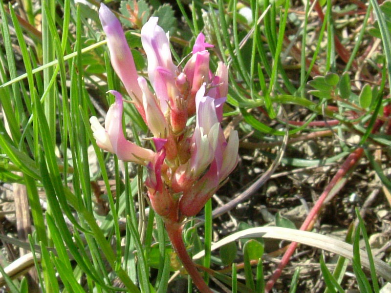 Astragalus monspessulanus / Astragalo di Montpellier