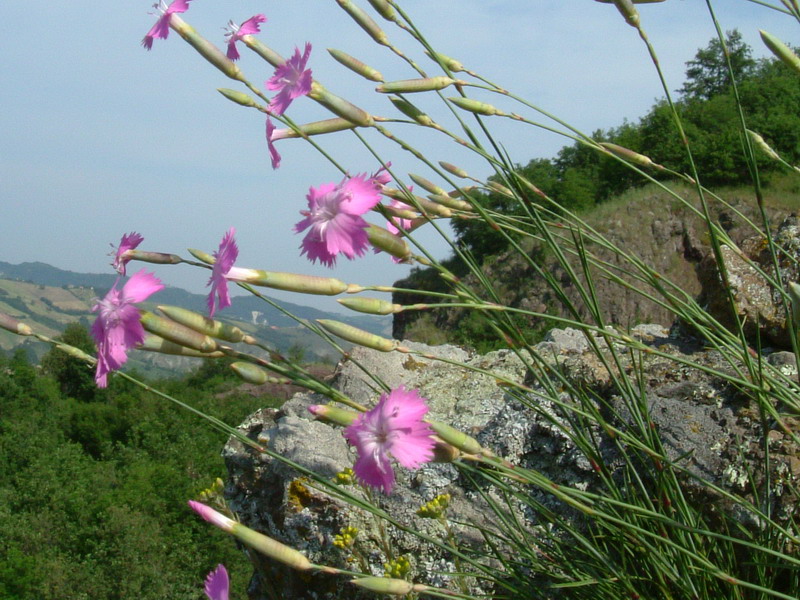 Campotrera 1 Dianthus sylvestris