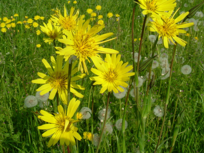 Tragopogon pratensis / Barba di becco comune