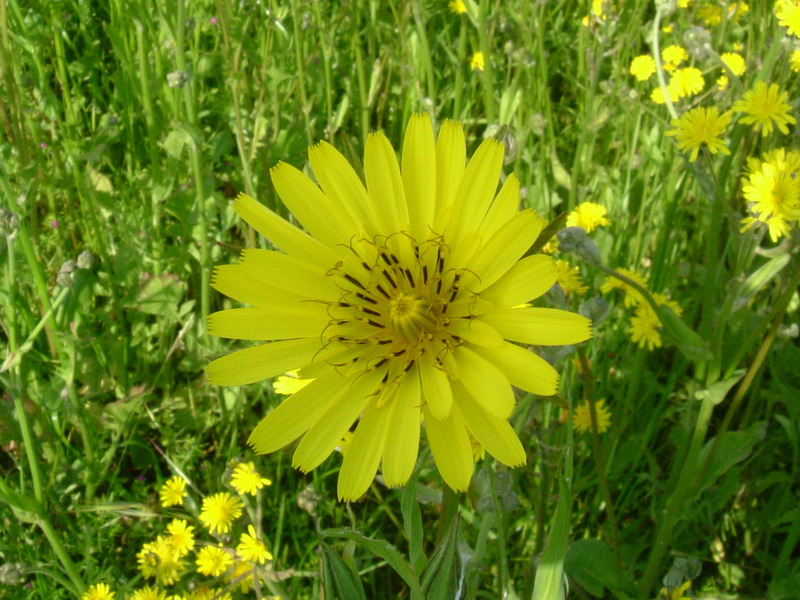 Tragopogon pratensis / Barba di becco comune