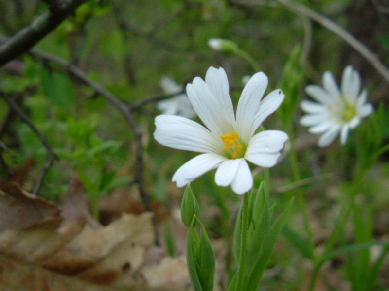 Rabelera holostea (=Stellaria holostea) / Centocchio garofanina