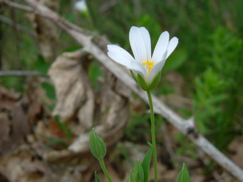 Rabelera holostea (=Stellaria holostea) / Centocchio garofanina