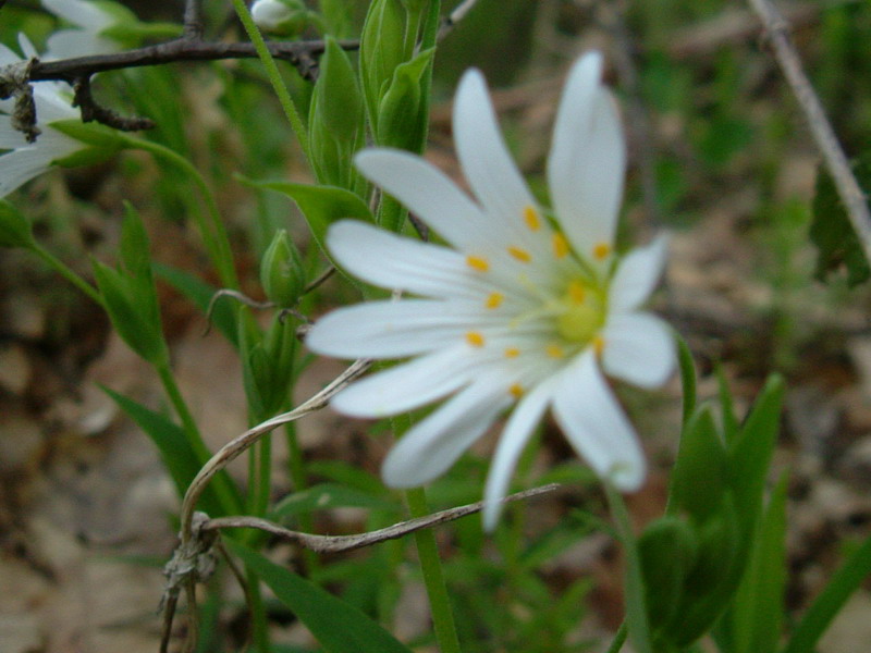 Rabelera holostea (=Stellaria holostea) / Centocchio garofanina