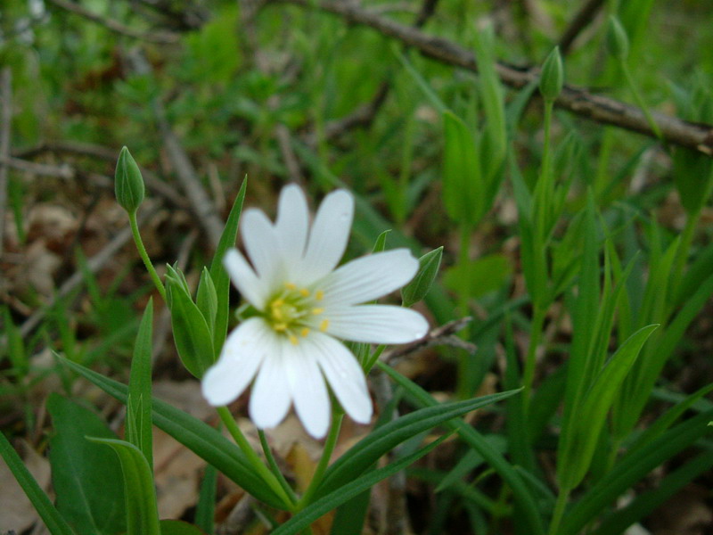 Rabelera holostea (=Stellaria holostea) / Centocchio garofanina