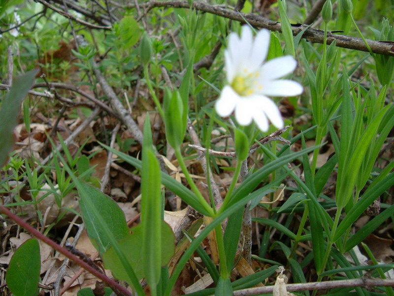 Rabelera holostea (=Stellaria holostea) / Centocchio garofanina