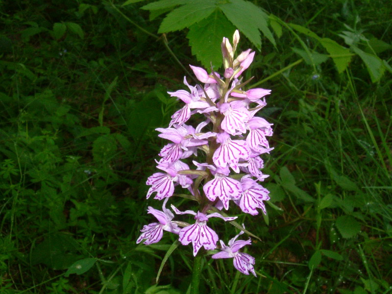 Dactylorhiza.....varie