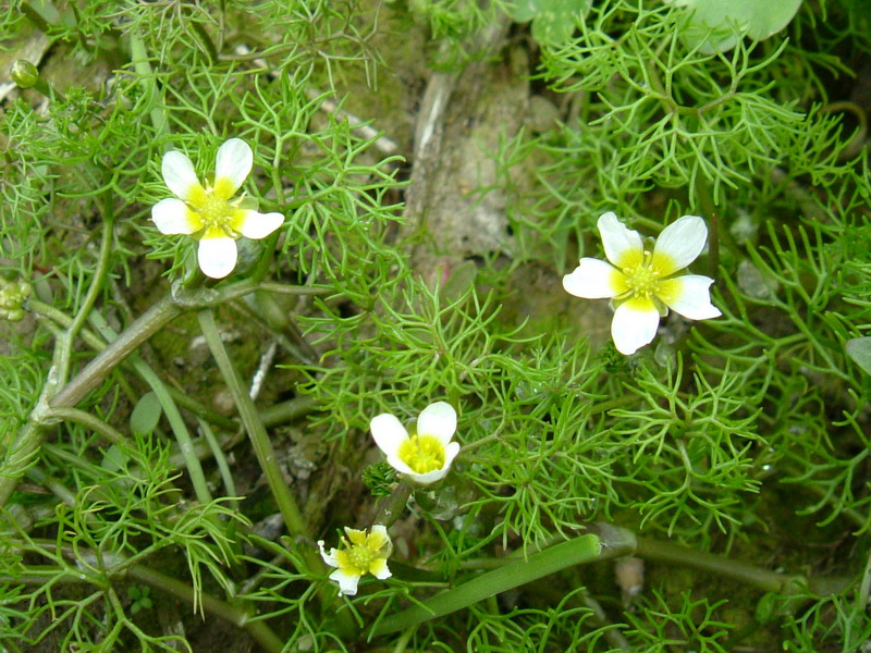 ranunculus trichophyllus ??????????