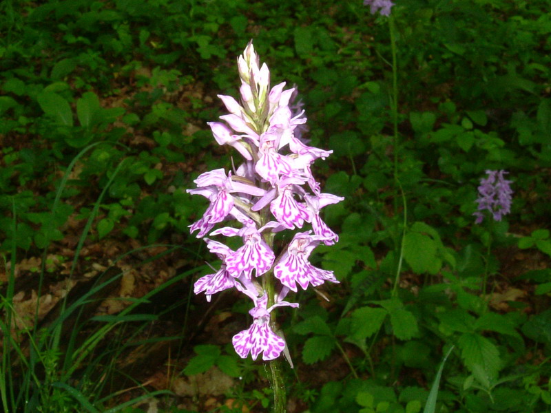 Dactylorhiza.....varie