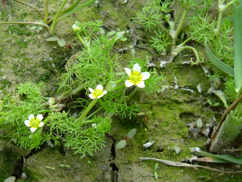 ranunculus trichophyllus ??????????