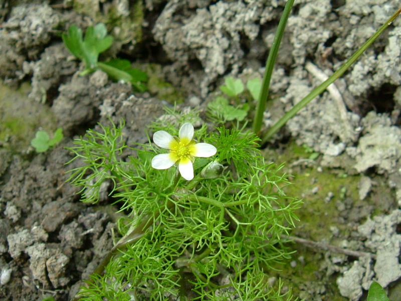 ranunculus trichophyllus ??????????