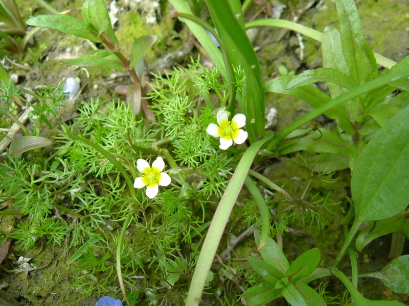 ranunculus trichophyllus ??????????