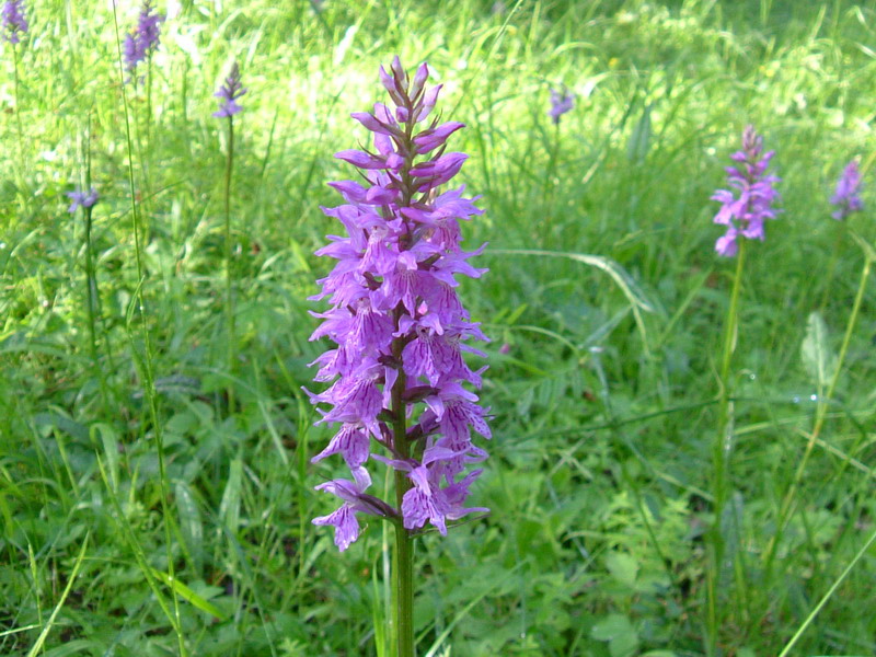 Dactylorhiza.....varie