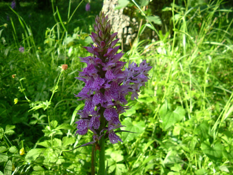 Dactylorhiza.....varie