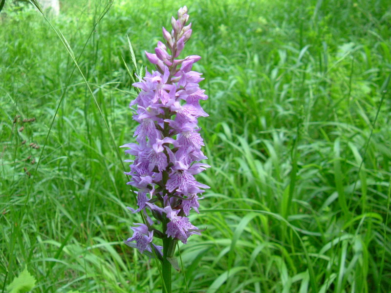 Dactylorhiza.....varie