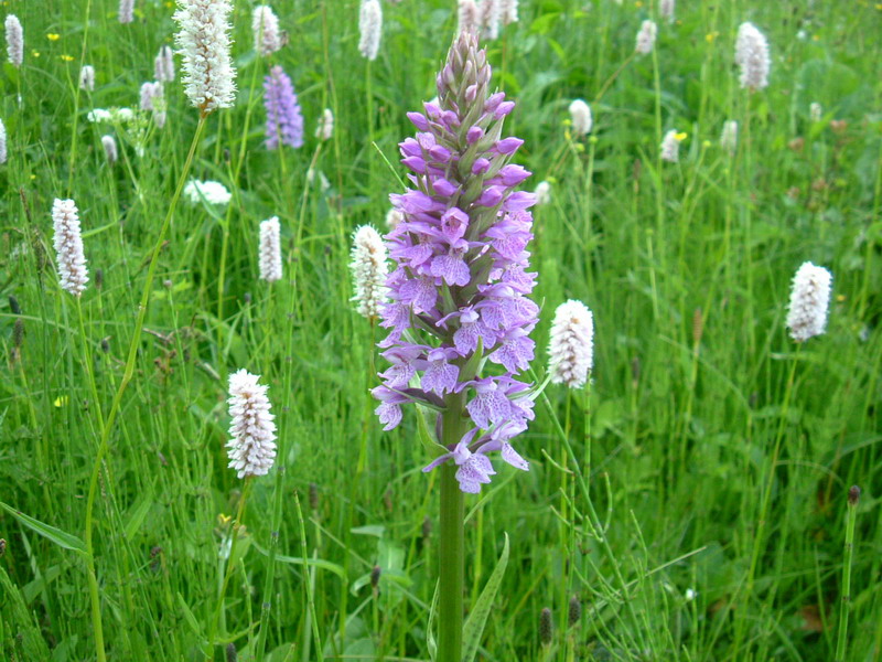 Dactylorhiza.....varie