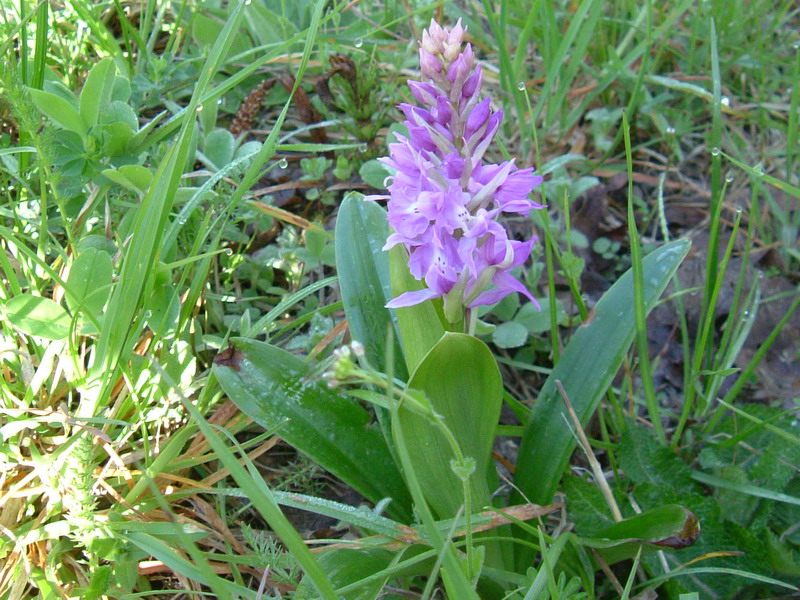 Dactylorhiza.....varie