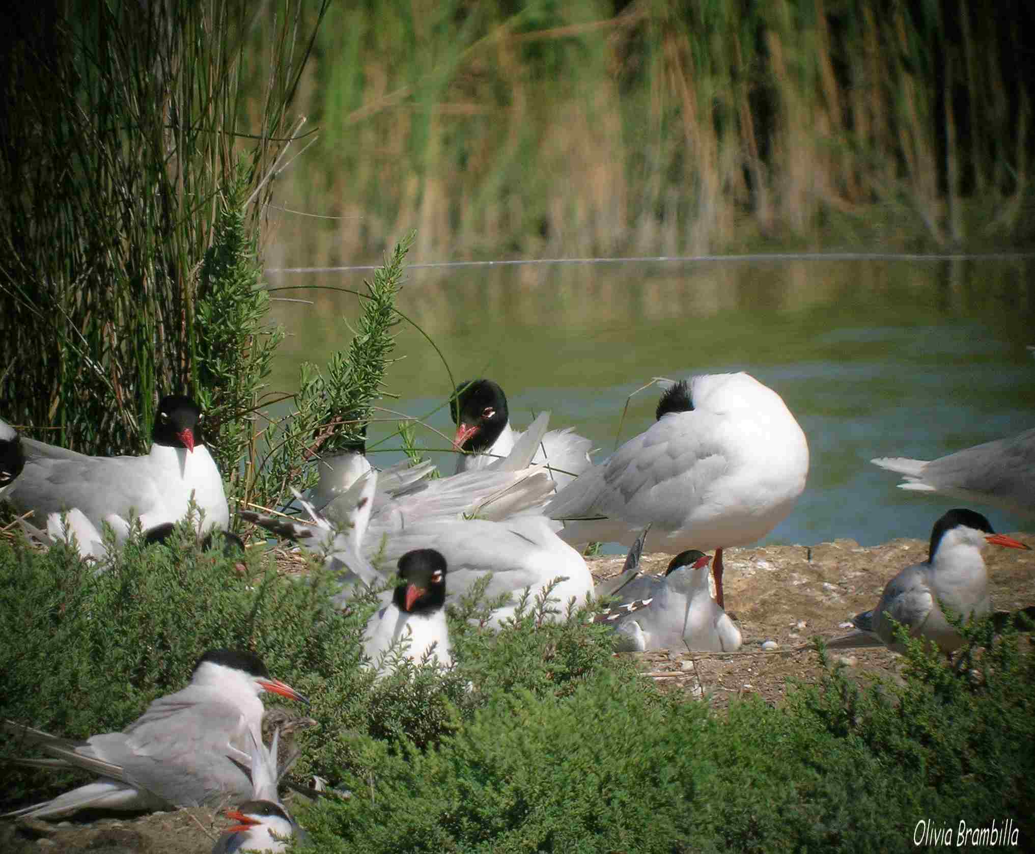 Breve visita al Parco ornitologico Pont de Gau - Camargue