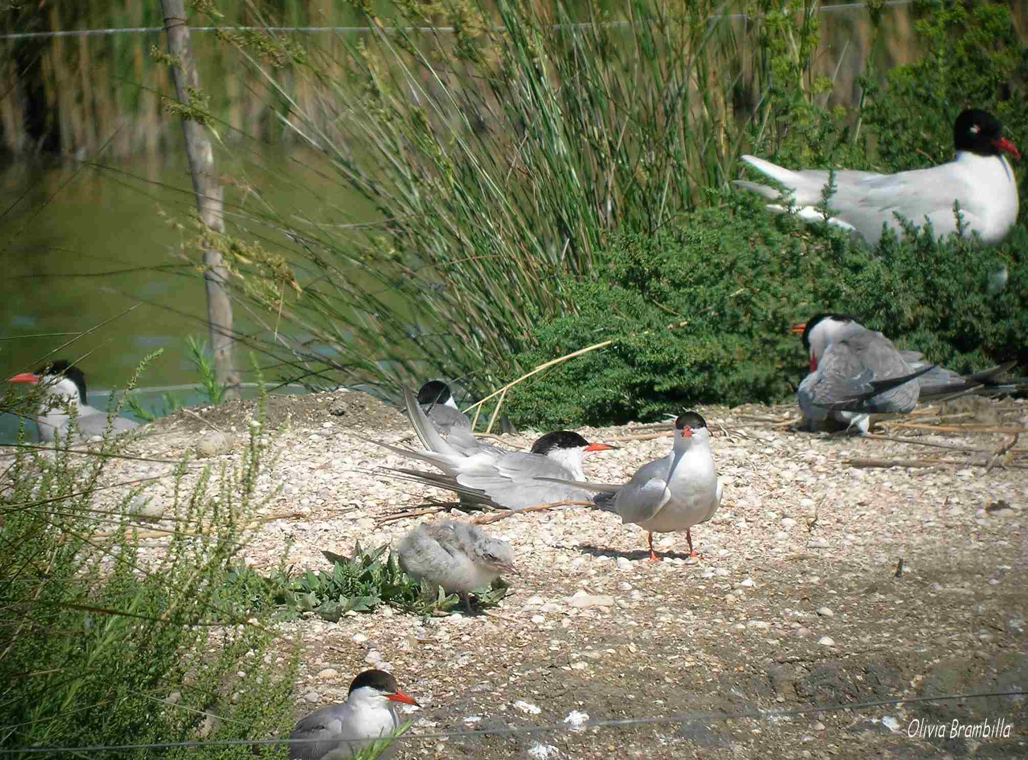 Breve visita al Parco ornitologico Pont de Gau - Camargue