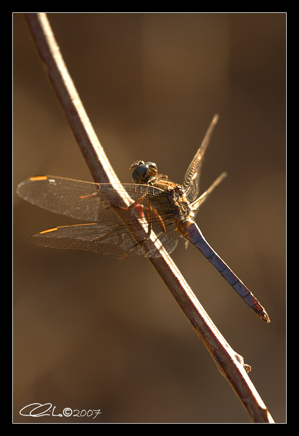 Orthetrum coerulescens- Maschio