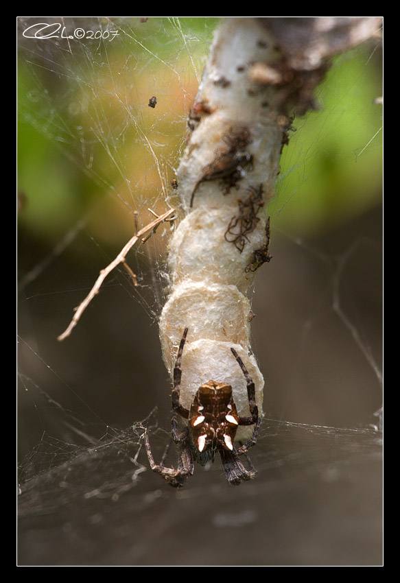 Cyrtophora citricola