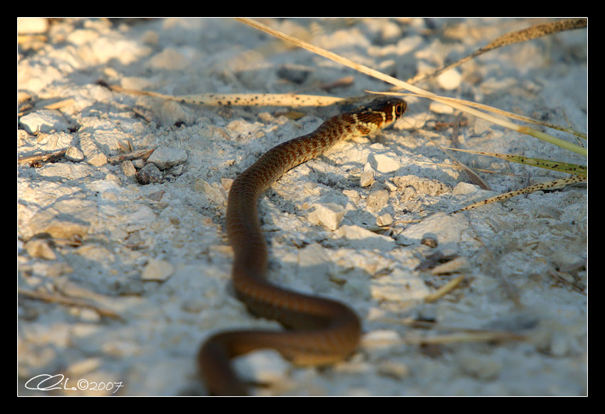 Hierophis viridiflavus (giovane)