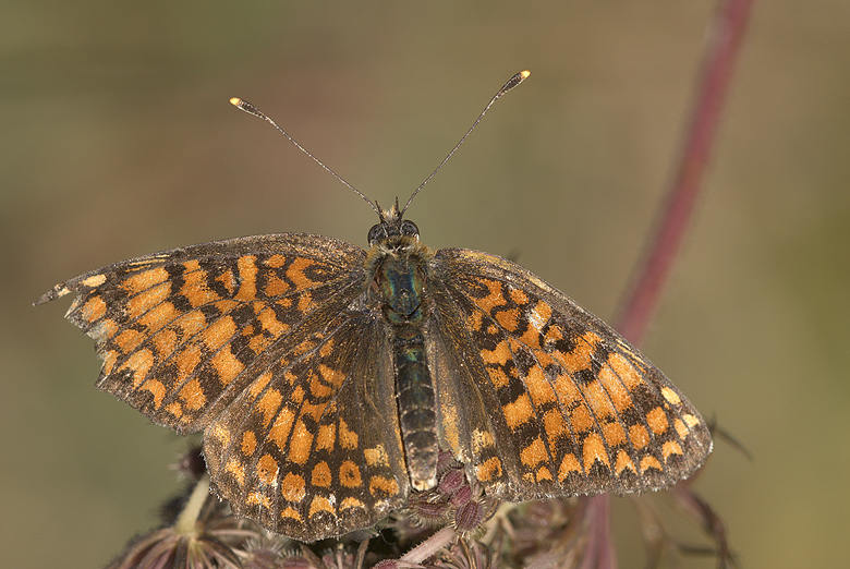 Melitaea phoebe