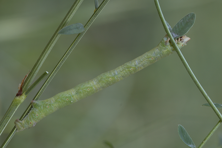 Melitaea phoebe