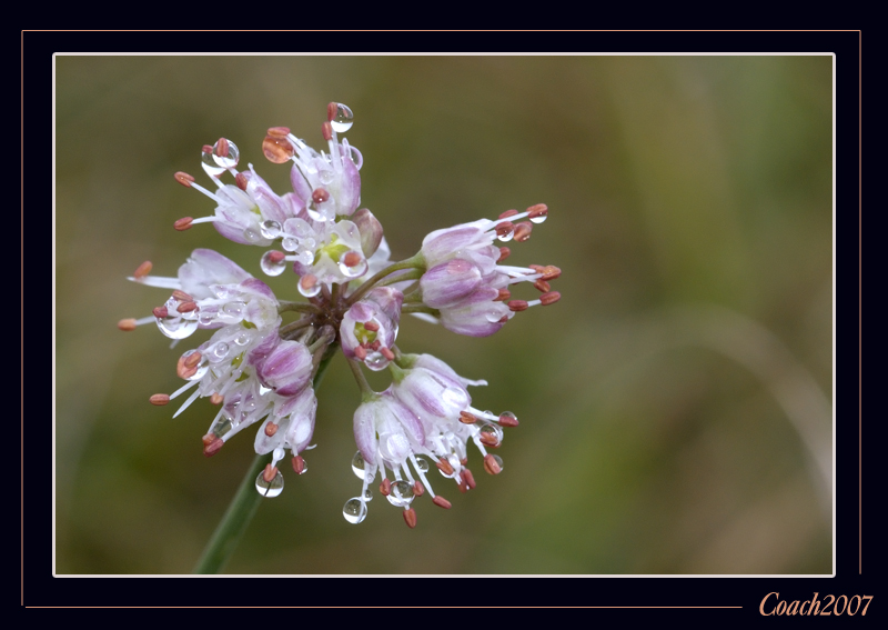 ben tornati a tutti..- Allium sp. e Centaurea cfr. jacea