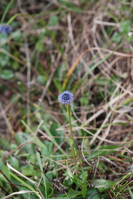 Globularia punctata