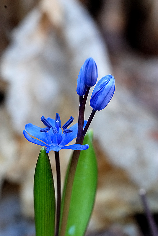 Scilla bifolia / Scilla silvestre