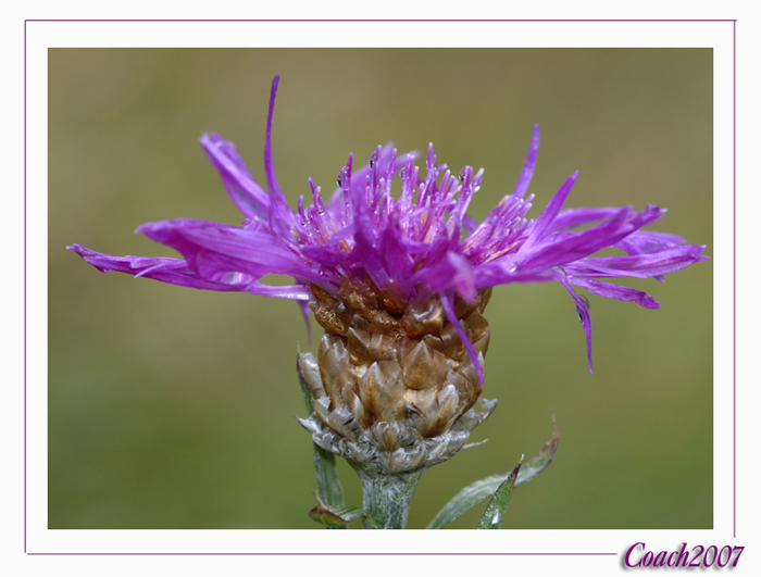 ben tornati a tutti..- Allium sp. e Centaurea cfr. jacea