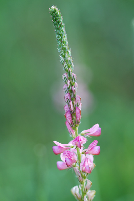 buon giorno 02 - Onobrychis sp.