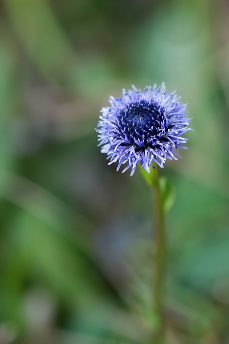 Globularia punctata